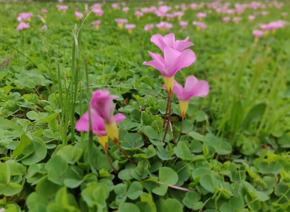 紫丁香海滨别墅&小屋 奥尔巴尼 外观 照片